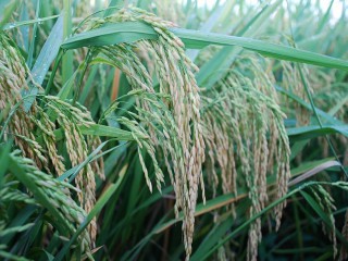 Giá lúa gạo hôm nay ngày 13/11: Nhu cầu nếp tấm tăng cao